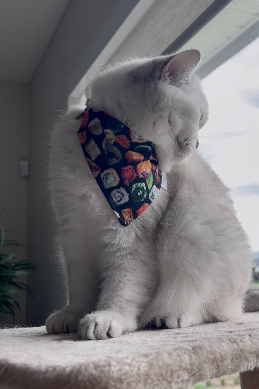 Over the Collar Pet Bandana - Duck Duck & Goose