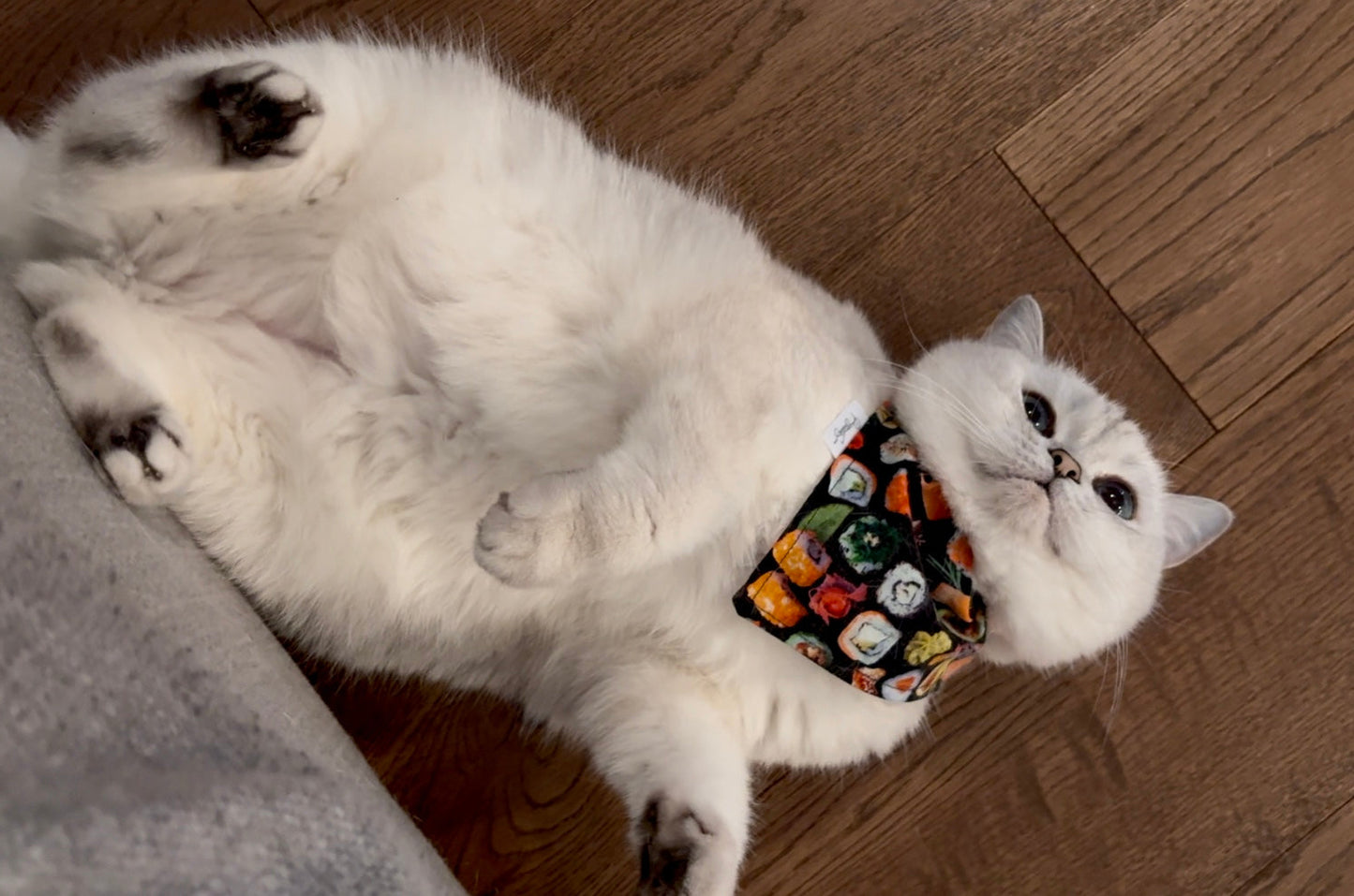 Over the Collar Pet Bandana - Duck Duck & Goose