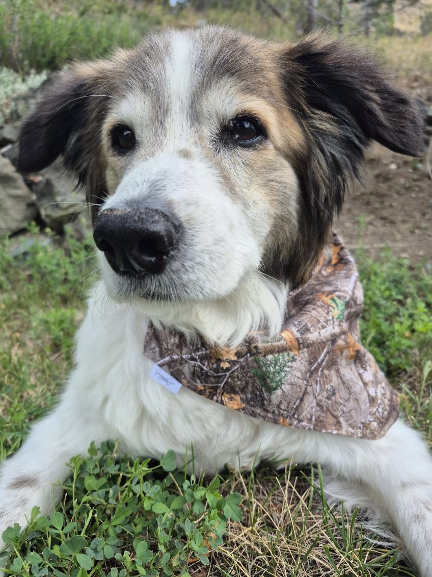 Over the Collar Pet Bandana - Realtree Edge Forest Camo
