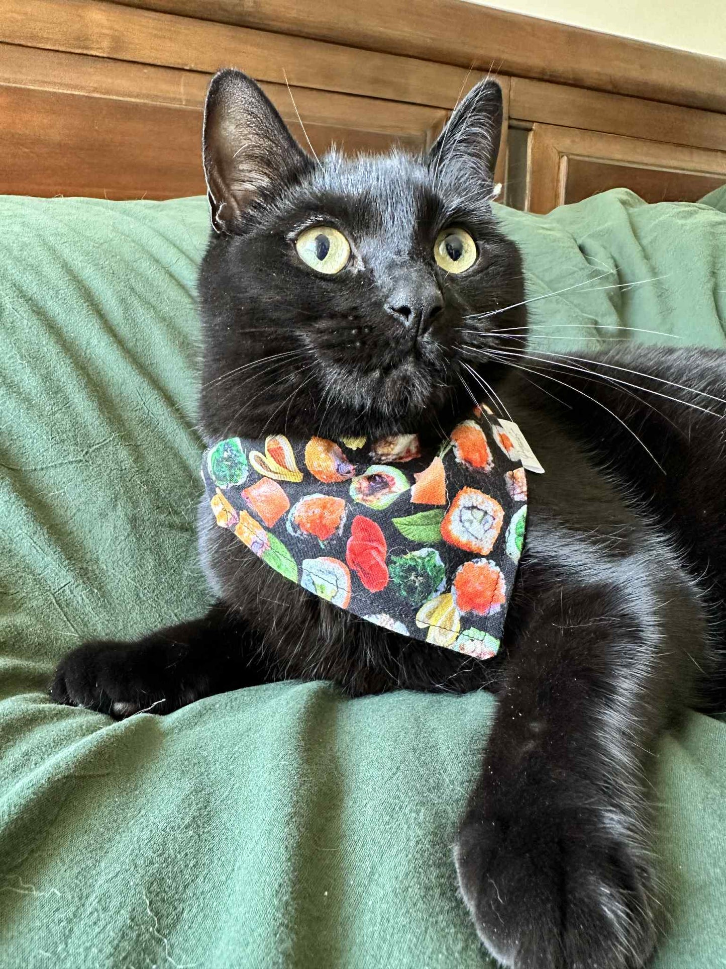 Over the Collar Pet Bandana - Sushi