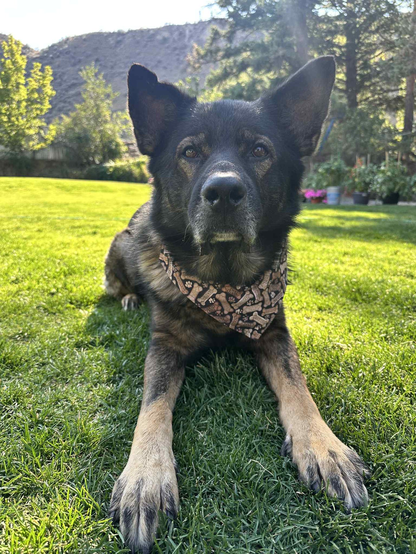 Over the Collar Pet Bandana - Sushi