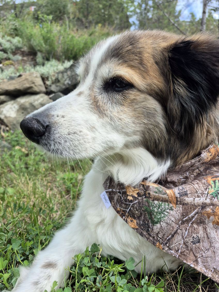 Over the Collar Pet Bandana - Realtree Edge Forest Camo