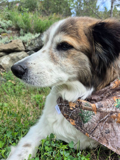 Over the Collar Pet Bandana - Realtree Edge Forest Camo