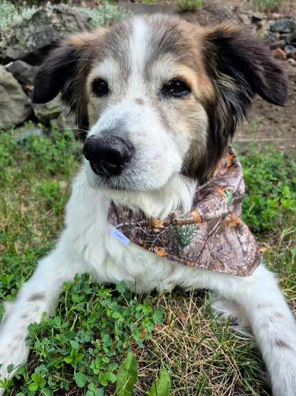 Over the Collar Pet Bandana - Realtree Edge Forest Camo