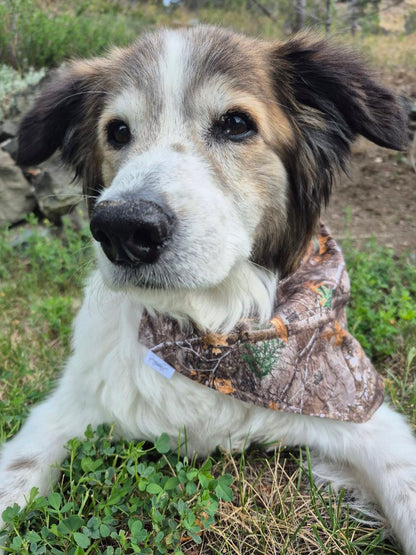 Over the Collar Pet Bandana - Realtree Edge Forest Camo
