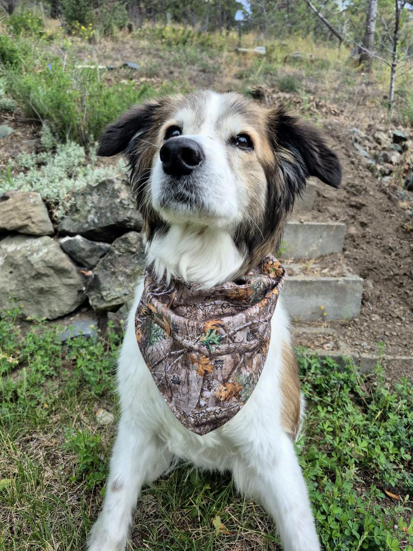 Over the Collar Pet Bandana - Realtree Edge Forest Camo