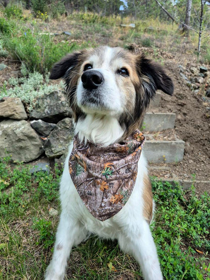Over the Collar Pet Bandana - Realtree Edge Forest Camo