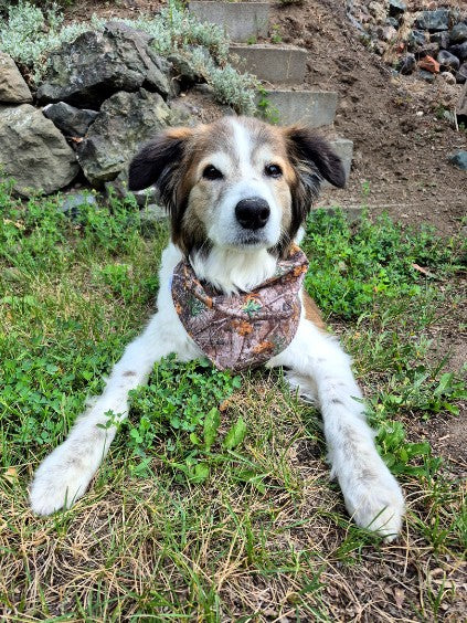 Over the Collar Pet Bandana - Sushi