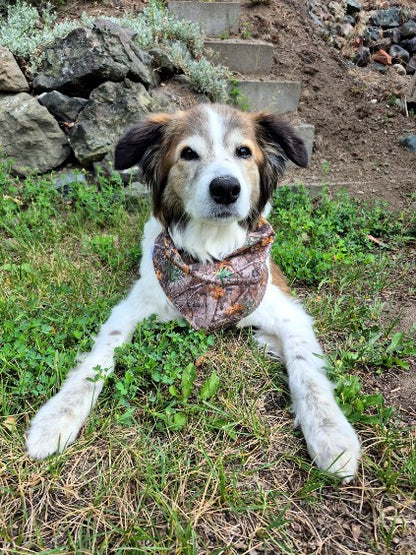 Over the Collar Pet Bandana - Sushi